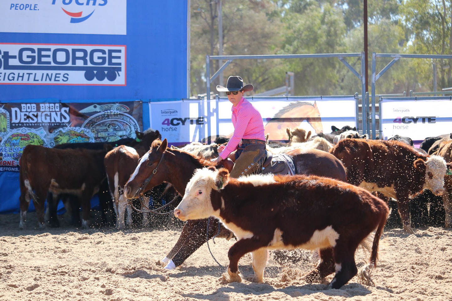 Balonne Cutting Horse Futurity Explore St Region Queensland